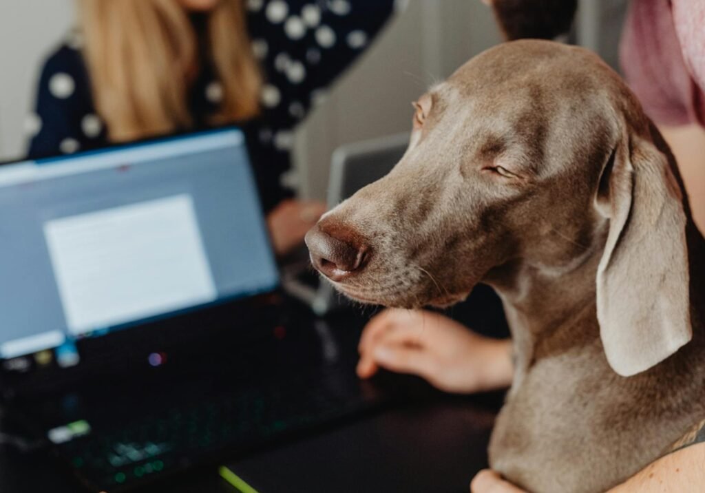 bestis hard working koira dog